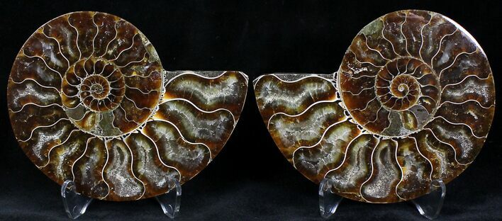 Polished Ammonite Pair - Million Years #22226